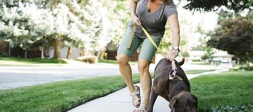 娱乐吃瓜酱遛狗小说下载